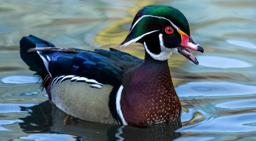 Painted Wood Duck