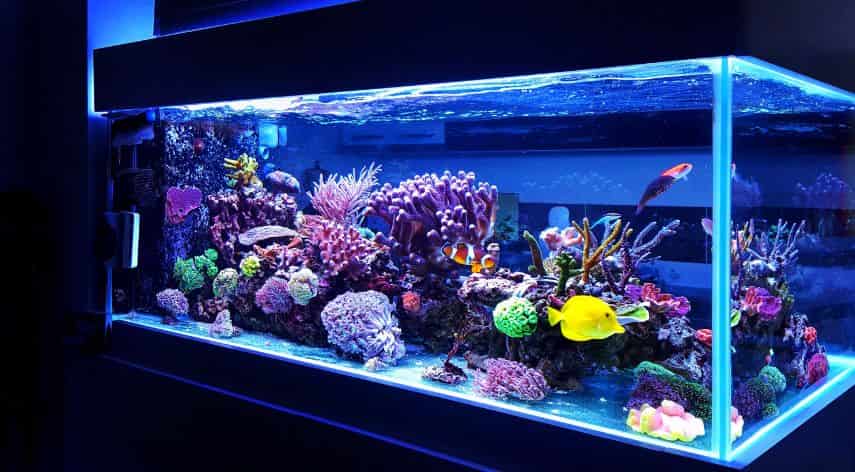 Top Freshwater Fish for Your Aquarium