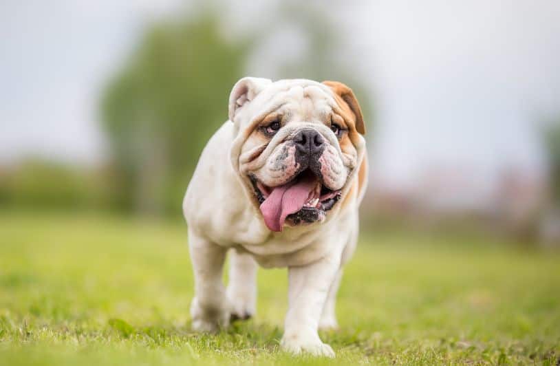 100 Reasons Why English Bulldogs Are The Best Dog Breed Ever