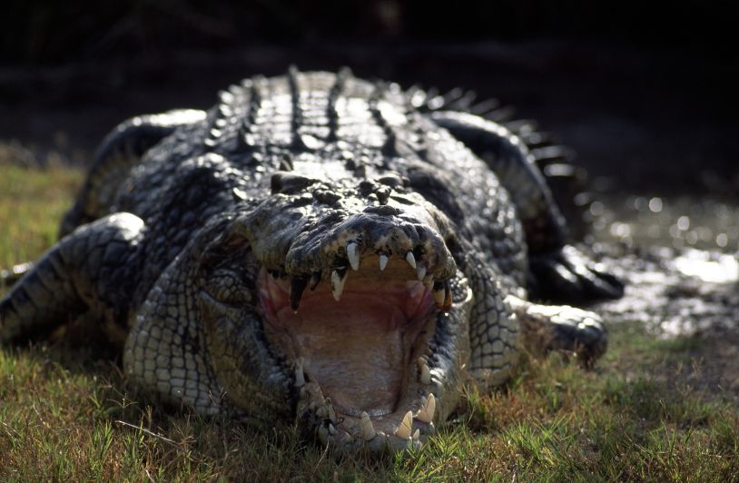 Top 10 Facts About Australian Crocodiles