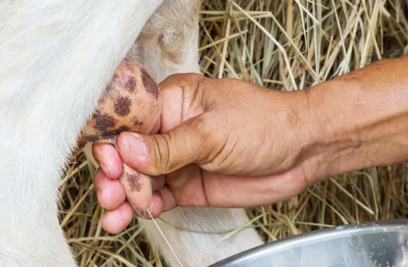 Goat milk products are Beneficial on Human Skin