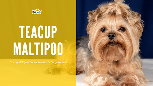 Teacup Maltipoo Characteristics and Temperament