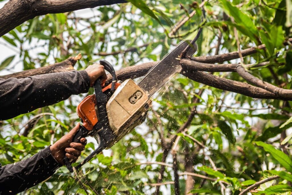 Tree service in lexington, VA