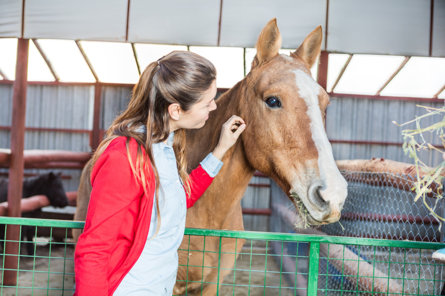 Horse diseases